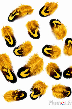 Fagiano di Reeves - 2-4 cm - giallo